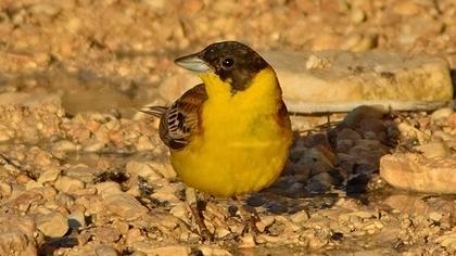 Karabaşlı kirazkuşu