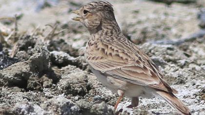 Türkistan çorak toygarı
