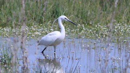 Küçük ak balıkçıl