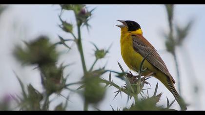 Karabaşlı kirazkuşu