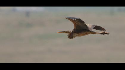 Erguvani balıkçıl