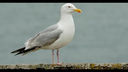 Kuzey gümüş martı