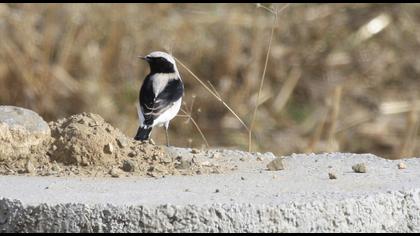 Aksırtlı kuyrukkakan