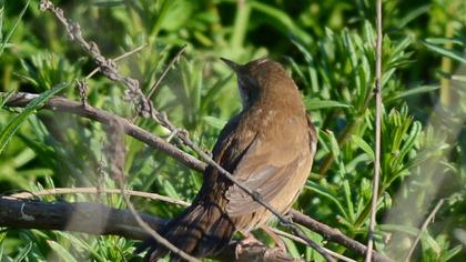 Bataklık kamışçını