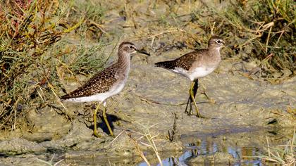 Orman düdükçünü
