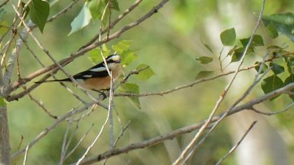 Maskeli örümcekkuşu