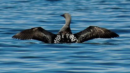 Karagerdanlı dalgıç