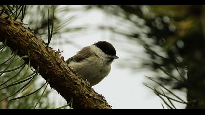Kayın baştankarası