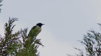 Karakulaklı kuyrukkakan