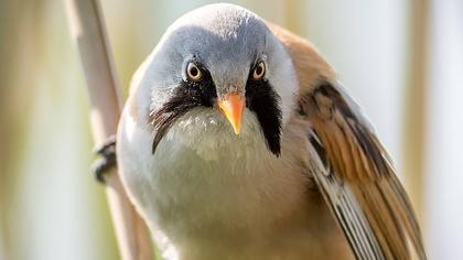 Bıyıklı baştankara