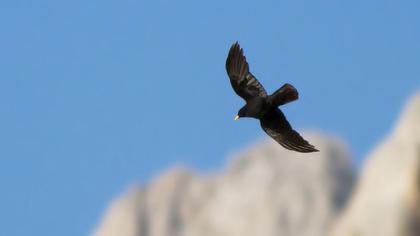 Sarıgagalı dağ kargası