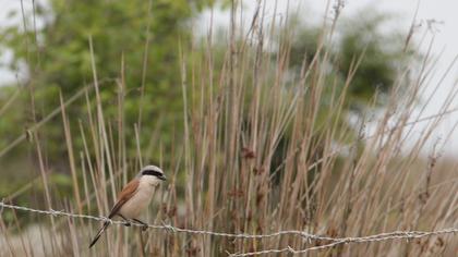 Kızılsırtlı örümcekkuşu