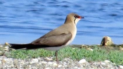 Bataklıkkırlangıcı