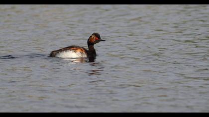 Karaboyunlu batağan