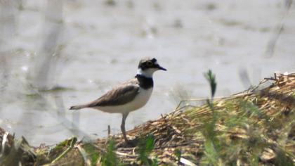 Halkalı küçük cılıbıt