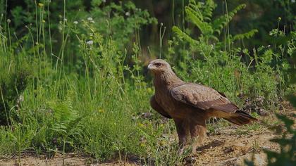 Küçük orman kartalı