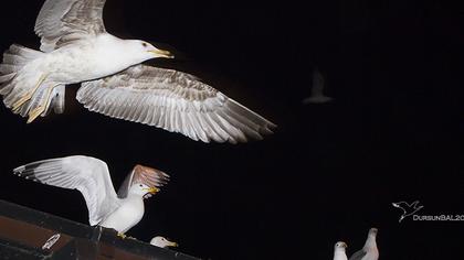 Yellow-legged Gull