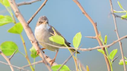 Akgerdanlı ötleğen
