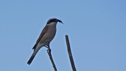 Kızılsırtlı örümcekkuşu