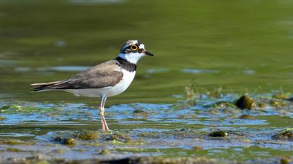 Halkalı küçük cılıbıt
