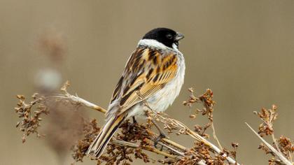 Bataklık Kirazkuşu