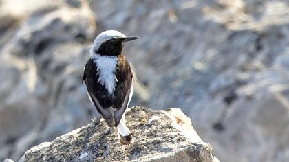 Aksırtlı kuyrukkakan