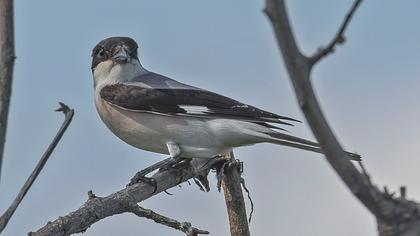 Karaalınlı örümcekkuşu