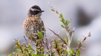 Sürmeli dağbülbülü