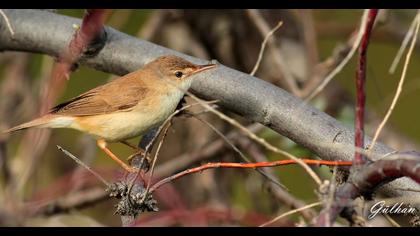 Çalı kamışçını