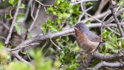 Bıyıklı ötleğen