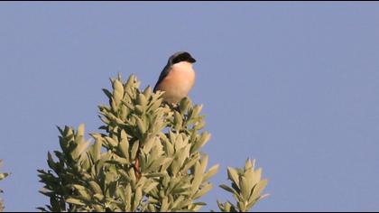 Karaalınlı örümcekkuşu