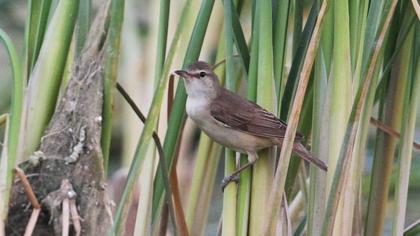 Büyük kamışçın