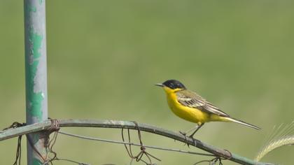 Sarı kuyruksallayan