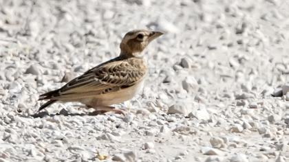 Küçük boğmaklı toygar