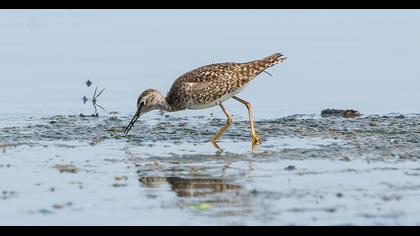 Orman düdükçünü