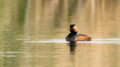 Karaboyunlu batağan