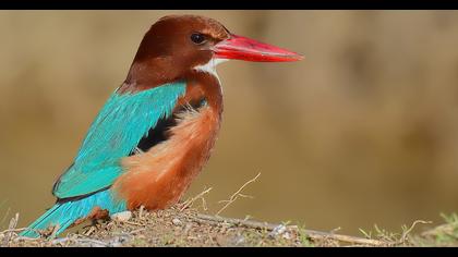 İzmir yalıçapkını