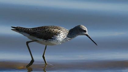 Bataklık düdükçünü