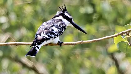 Alaca yalıçapkını