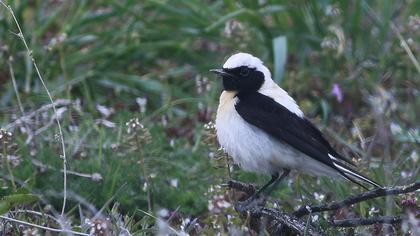 Karakulaklı kuyrukkakan