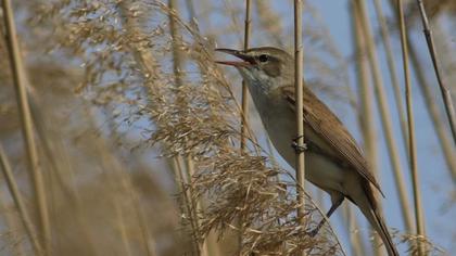 Great Reed Warbler