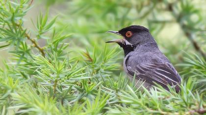 Karaboğazlı ötleğen
