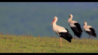 White Stork