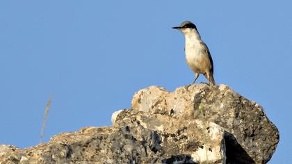 Büyük kaya sıvacısı