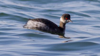 Karaboyunlu batağan