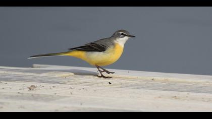 Dağ kuyruksallayanı