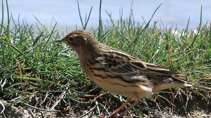 Kızılgerdanlı incirkuşu