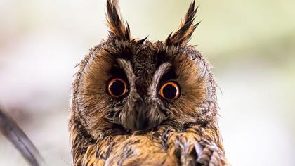 Kulaklı orman baykuşu