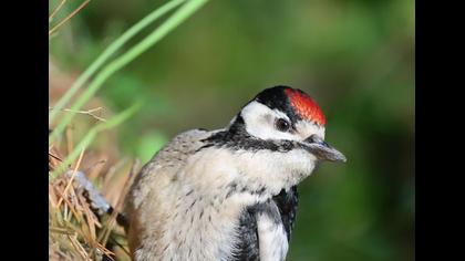 Orman alaca ağaçkakanı