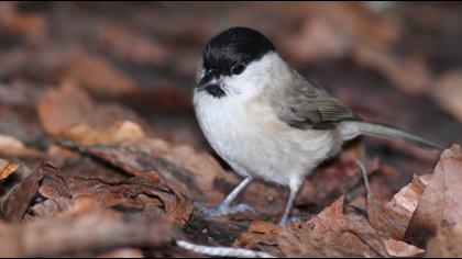 Kayın baştankarası